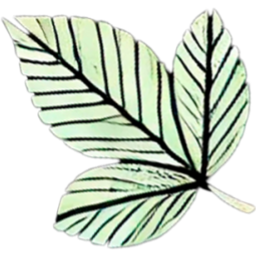 Icona d'un full d'arbre